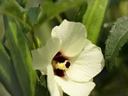 オクラの花にビックラ