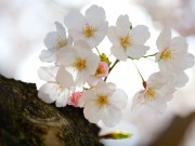 桜 :: sakura :: 2008