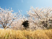 桜 :: sakura :: 2008 :: きょうもまた