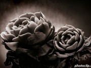 Strange Plants