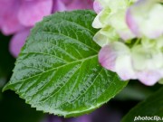 アジサイの葉にはなぜ虫食い跡がないんだ?