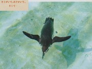 [動物写真館] 空飛ぶペンギン