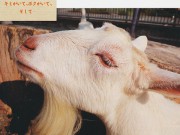 [動物写真館] 清里のコンパスやぎ