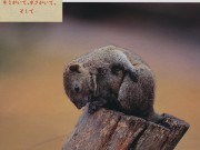 [動物写真館] 考えるリス