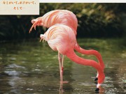 [動物写真館] 床の間フラミンゴ