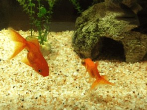 Goldfish