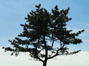 Symbol Tree – 風に吹かれて