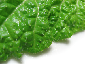白菜の葉のトゲトゲ