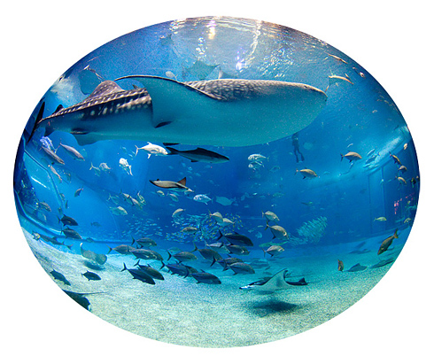 沖縄美ら海水族館「黒潮の海」 沖縄美ら海水族館「黒潮の海」