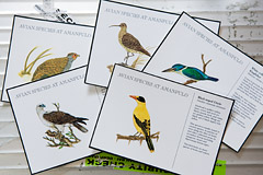 パマリカン島にいる鳥のカード