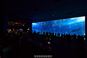 沖縄美ら海水族館 「黒潮の海」のパノラマ