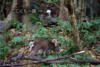親子でしょうか。 親子でしょうか。