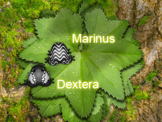 Marinus & Dextera Marinus & Dextera