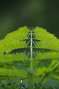 leaf.jpg