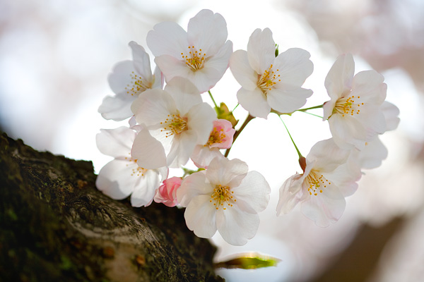 桜 :: sakura :: 2008