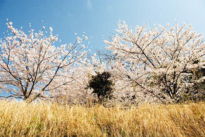 桜 :: sakura :: 2008 :: きょうもまた