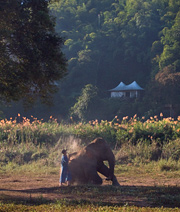 Elephant & Mahout