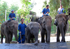 Elephant & Mahout