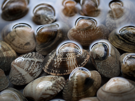 アサリの殻の模様ってきれいだなぁ 東南アジアのリゾートホテル写真集 Beach Resort Photoclip Run