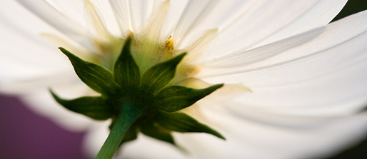 純白コスモス、花の裏にも花