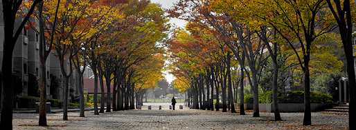 街路樹も紅葉